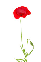 red poppy flower isolated on white background
