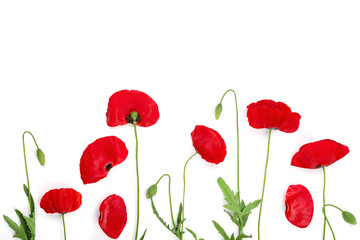 red poppy flower isolated on white background with copy space for your text