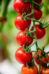 Beautiful red ripe tomatoes grown in a greenhouse.