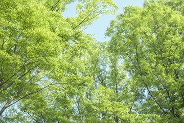 ケヤキの新緑の森