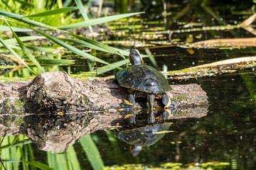 turtle resting on a floating wood with tail down to the water under the sun with reflection in the...