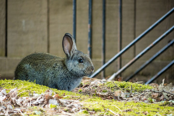 cute brown bunny laying besides a wooden fence in the shade