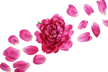 pink peony flower isolated on white background with copy space for your text. Top view. Flat lay pattern