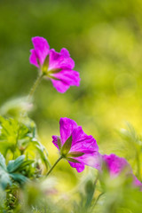 Fototapeta premium pink Northern Geranium flowers under the sun with green background