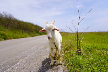 波照間島のヤギ