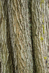 texture background of tree bark with rough and cracked surface