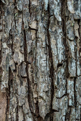 rough tree bark texture background