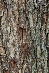 texture background of tree bark with rough and cracked surface