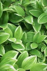 Fototapeta premium 葉っぱのイメージ