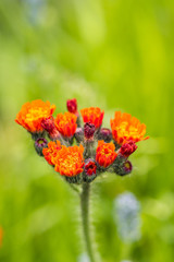 tiny orange flowers on a single hairy vein with creamy green background