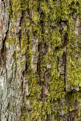 texture background of tree bark with rough and cracked surface covered in green mosses