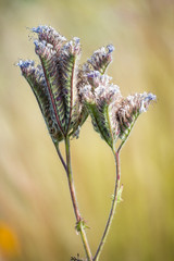 two purple flowers under the sun with isolated blurry background