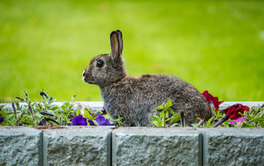 cute grey rabbit with big eyes sitting on the flower bed with creamy green background
