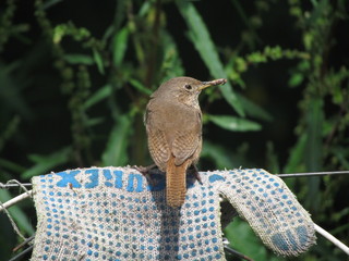 Cazador natural © AlexisFabian