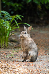 brown rabbit half stand on the concrete walk way 