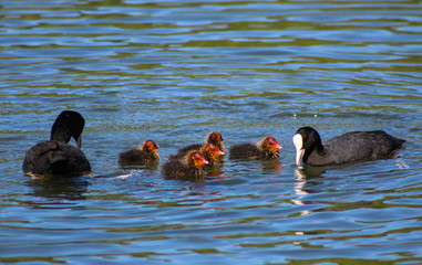 coot and chicks
