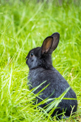 little black bunny resting inside tall green grasses