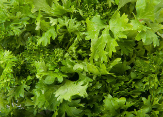 Fresh green parsley for salad isolated on the white