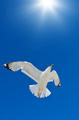 A seagull is flying in the blue sky. Seabirds.
