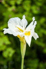 single white iris with yellow stamen with green background