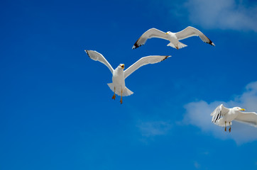 A seagull is flying in the blue sky. Seabirds.