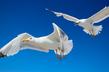 Fototapeta na wymiar A seagull is flying in the blue sky. Seabirds.
