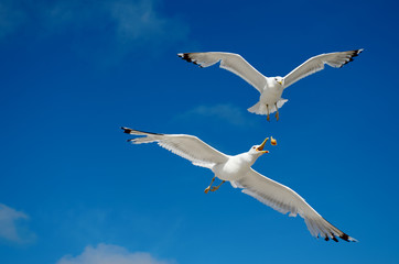 A seagull is flying in the blue sky. Seabirds.
