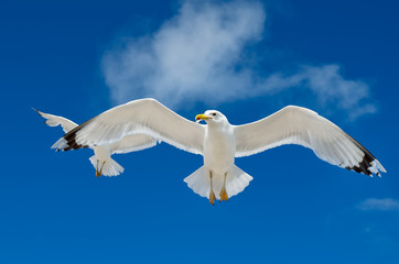 A seagull is flying in the blue sky. Seabirds.