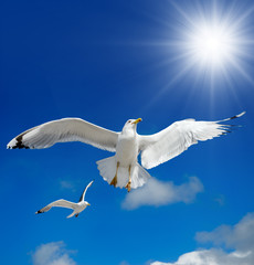 A seagull is flying in the blue sky. Seabirds.