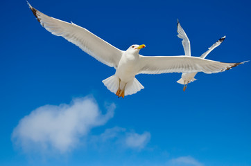 A seagull is flying in the blue sky. Seabirds.