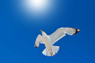 A seagull is flying in the blue sky. Seabirds.