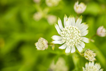 white Great master flower view from above with green background