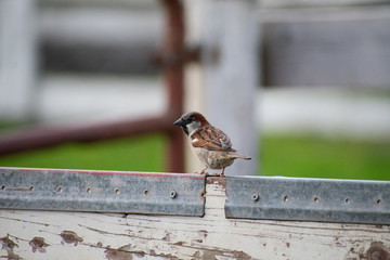 Finch on fence 5