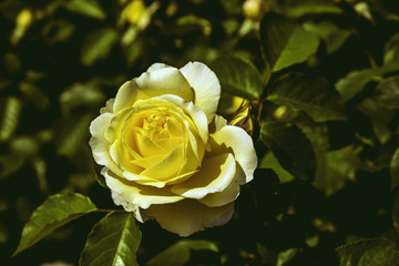 Gold rose vintage style