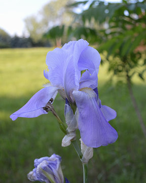 Blue Iris in Bloom