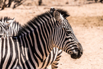 Fototapeta na wymiar A profile of a zebra