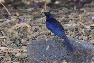 Ruppelles long-tailed Starling who sits on a rock on the ground in the shade of shrubs