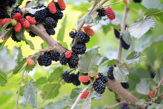 The ripe mulberry is on the fruit tree