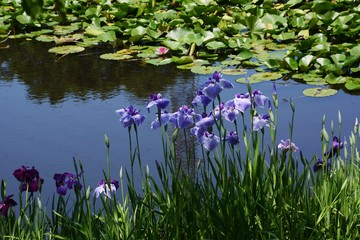 The irises blooming around the pond