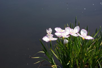The irises blooming around the pond