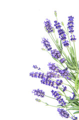 Obraz premium Lawenda zioło kwiaty białe tło