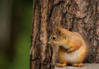little red squirrel
