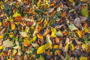 Buntes Laub liegt auf dem Waldboden im Herbst