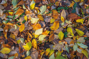 Laub mit Raureif liegt im Herbst auf dem Boden