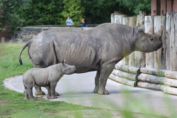 Obraz premium rhinoceros in zoo