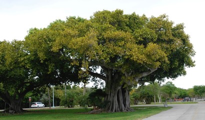 Massive Tree