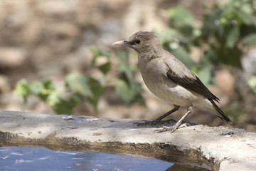 Wattled starling who sits on the edge of an artificial pond in an oasis in the middle of the African savanna