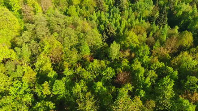 Slow drone flight high above a European mixed forest in spring