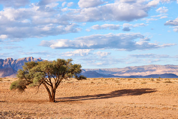 Obraz premium Namibian landscape with tree