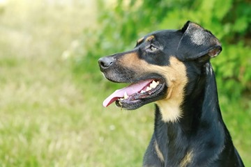 Side view of happy mixed breed black and brown dog with open mouth with tongue sticking out, blurry green background, sunny summer day in a park